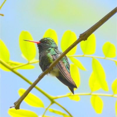 Glittering-Bellied Emerald (2)